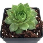 Sempervivum Green Wheel, Houseleek, Lakshmi Kamal - Succulent Plant - SGW-814691