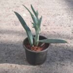 Senecio ficoides Mount Everest - Succulent Plant - SFM-546109