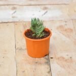 Senecio serpens - Succulent Plant - SSS-498797