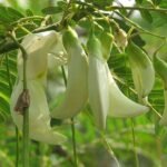 Sesbania grandiflora, Hummingbird tree - Plant - SGH-546987