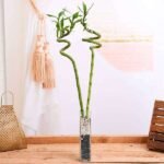 Set of 2 Spiral Sticks Lucky Bamboo in a Square Glass Vase with Pebbles - SOS-628030