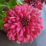 Shevanti, Chrysanthemum morifolium (Maroon) - Plant - SCM-579672