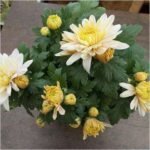 Shevanti, Chrysanthemum (White, Yellow) - Plant - SCY-293583
