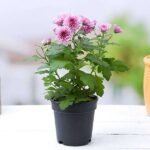 Shevanti, Chrysanthemum (Wine Color) - Plant - SCC-231030