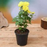 Shevanti, Chrysanthemum (Yellow) - Plant - SCP-670725
