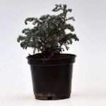 Silver Cypress, Chamaecyparis pisifera Boulevard - Plant - SCC-716438