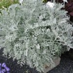 Silver Dust, Dusty Miller - Plant - SDD-737144