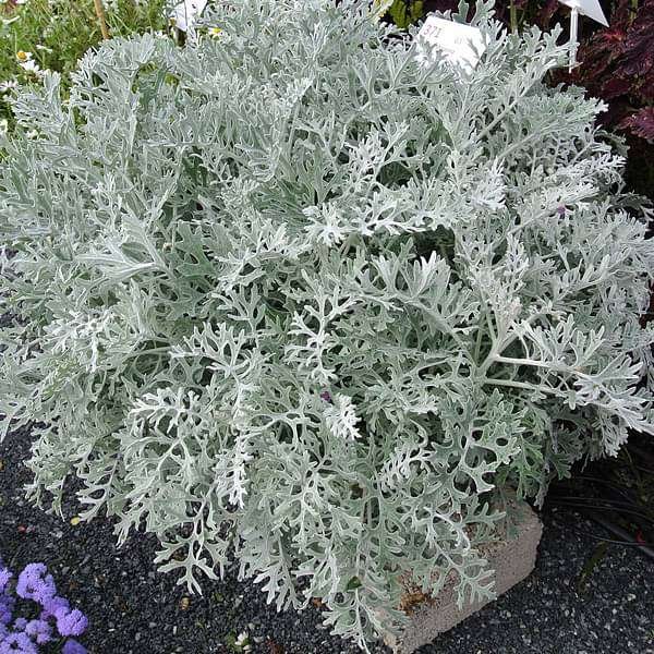 gog-plants-silver-dust-dusty-miller-plant-16969324757132.jpg