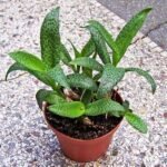 Silver Squill, Ledebouria socialis - Plant - SSL-401936