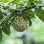 Sitaphal, Annona squamosa (Grown Through Seeds) - Plant - SAS-291071
