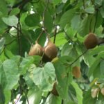 Sterculia Alata, Buddha Coconut - Plant - SAB-397738