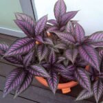 Strobilanthes dyeriana, Peacock Plant, Persian Shield - Plant - SDP-985594