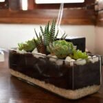 Succulent in rectangle glass pot (3in Ht) - SIR-230212