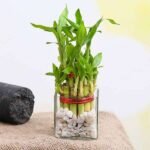Symbol of Good Luck 2 Layer Lucky Bamboo - SOG-884151