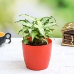Syngonium podophyllum Mini Pixie - Plant - SPM-312951