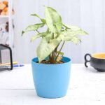 Syngonium Podophyllum Silver Pearl - Plant - SPS-683406