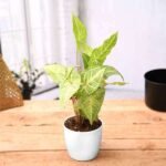 Syngonium Podophyllum White Butterfly - Plant - SPW-490850