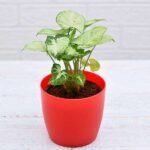 Syngonium variegated - Plant - SVP-640038