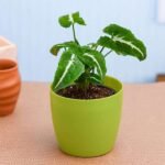 Syngonium wendlandi - Plant - SWP-315026