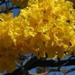 Tabebuia argentea, Tecoma argentea  - Plant - TAT-105091