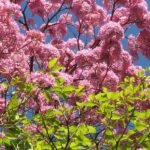 Tabebuia avellanedae, Pink Trumpet - Plant - TAP-923878