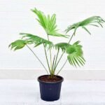 Table palm, Umbrella Palm - Plant - TPU-180024