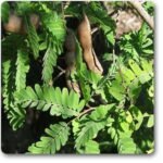 Tamarind, Imli, Tamarindus indica - Plant - TIT-875428