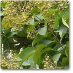 Teakwood, Sagwan - Plant - TSP-792358