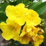 Tecoma (Shrub, Any Color) - Plant - TAC-192323