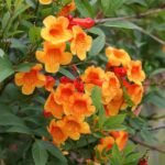 Tecoma (Shrub, Orange) - Plant - TOP-237283