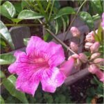 Tecoma (Shurb, Pink) - Plant - TPP-599478