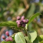 Terminalia Chebula - Plant - TCP-509967