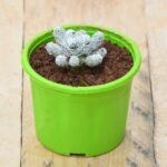 Thimble Cactus, Mammillaria vetula - Cactus Plant - TCM-726949