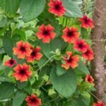 Thunbergia (Any Color) - Plant - TCP-571151