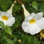 Thunbergia Erecta Alba, Meyenia Erecta Alba (White) - Plant - TEA-654895