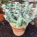 Tradescantia sillamontana - Succulent Plant - TSS-219718
