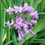 Tulbaghia Fragrans, Sweet Garlic - Plant - TFS-597658