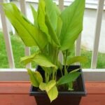 Turmeric, Haldi Plant, Curcuma longa - Plant - THP-569640