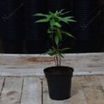 Turnera Ulmifolia, Sage Rose (Yellow) - Plant - TUS-131149