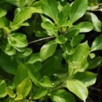 Vaijayanti - Plant - VP-475769
