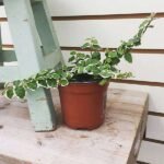 Variegated Creeping fig, Ficus pumila - Plant - VCF-126787