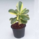 Variegated Jade Plant, Crassula ovata - Succulent Plant - VJP-545845