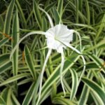 Variegated Spider Lily - Plant - VSL-244042