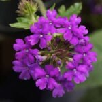 Verbena (Any Color) - Plant - VCP-464782