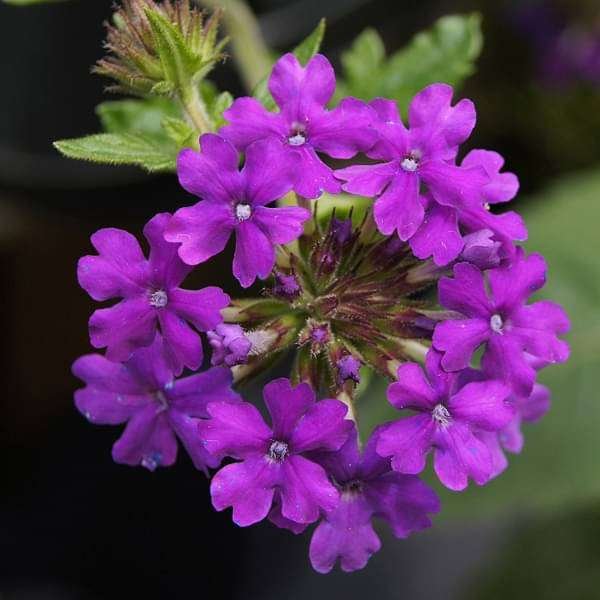 gog-plants-verbena-any-color-plant-16969415229580.jpg