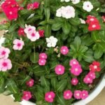 Vinca, Catharanthus roseus (Any Color) - Plant - VCR-358798