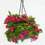 Vinca, Catharanthus roseus (Hanging Basket) - Plant - VCR-391920
