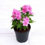 Vinca, Catharanthus roseus (Lavender) - Plant - VCR-640878
