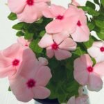 Vinca, Catharanthus roseus (Peach) - Plant - VCR-283903