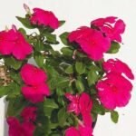 Vinca, Catharanthus roseus (Red) - Plant - VCR-602958